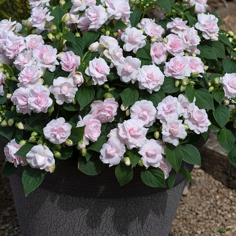 5 Young Plants Impatiens Glimmer Appleblossom