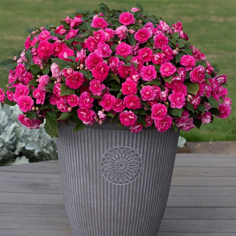 5 Young Plants Impatiens Glimmer Hot Pink