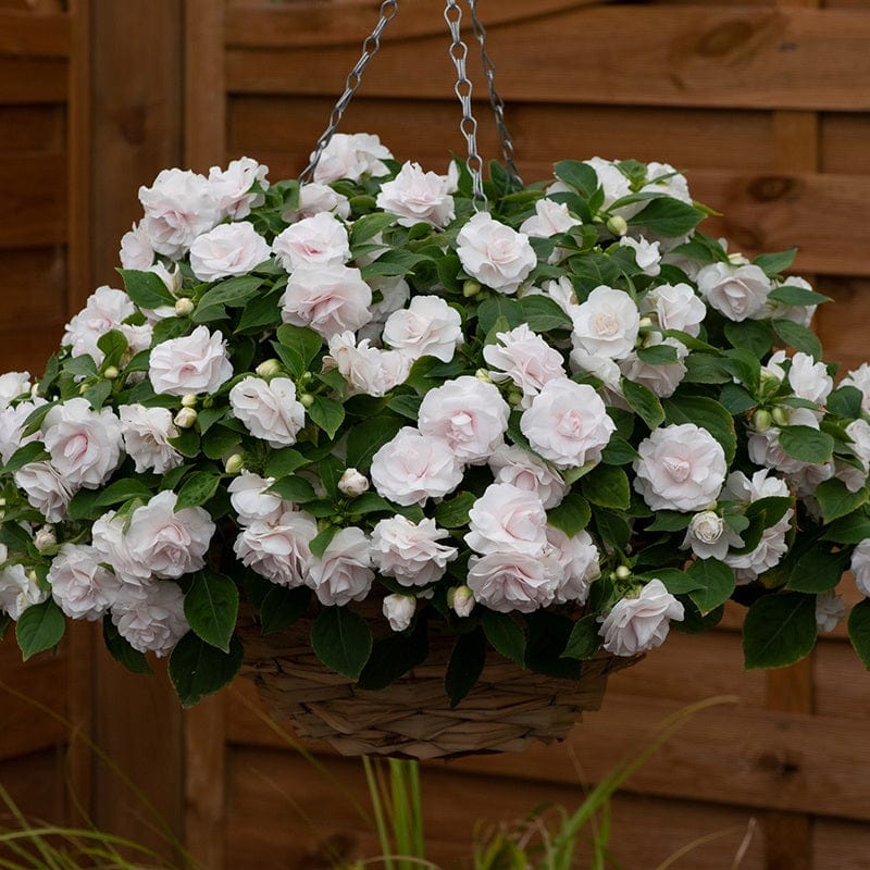 5 Young Plants Impatiens Glimmer White