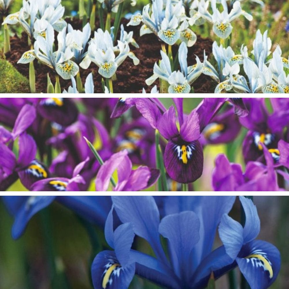 Iris Reticulata 60 Bulb Collection