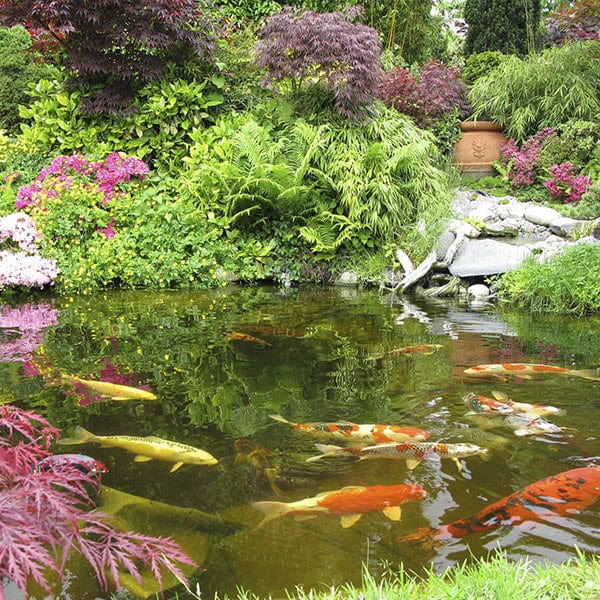100g Pond Pack (treats up to 280,000 litres) Viresco Digester
