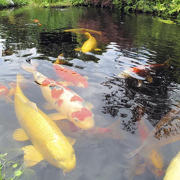 100g Pond Pack (treats up to 280,000 litres) Viresco Professional & Free Nitrate Test Strips