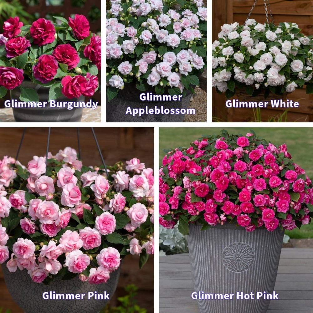 Impatiens Glimmer Collection