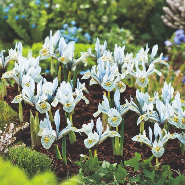 Iris Reticulata Katherine Hodgkin Flower Bulbs