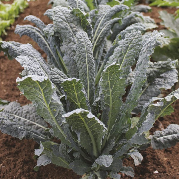 10 Plants EARLY Kale Nero di Toscana Plants