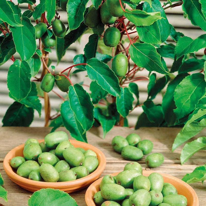 self fertile kiwi plants Kiwi arguta Issai Fruit Plant (Self Fertile) From Mr Fothergills Seeds and Plants