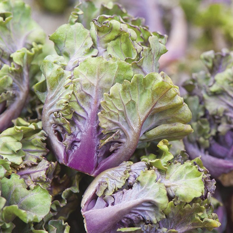 50 Seeds Kalettes Mixed F1