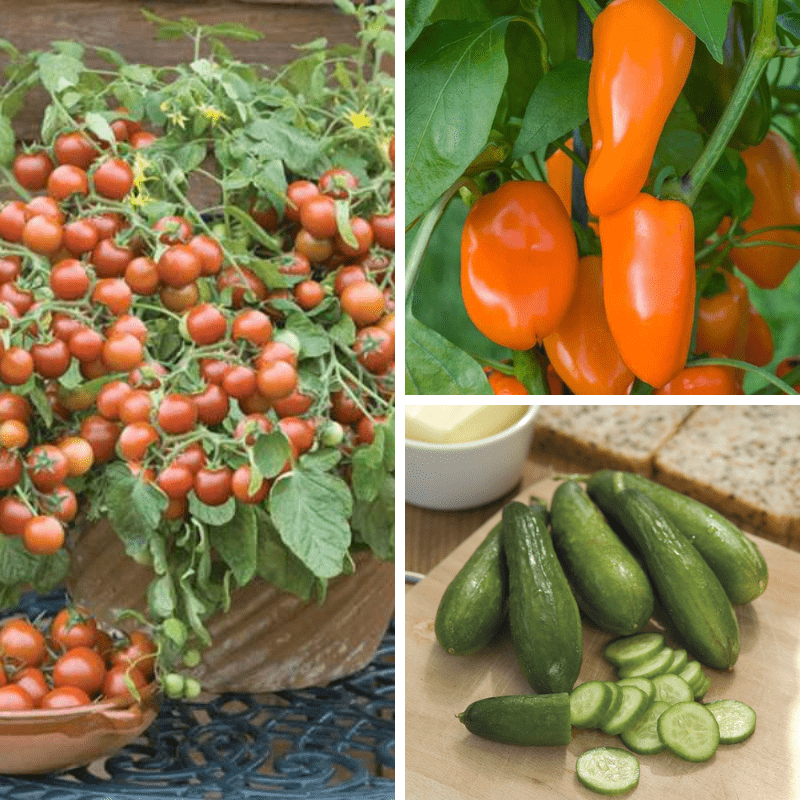 Kids Picnic Vegetable Collection