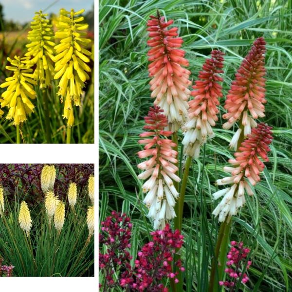 Collage of different colored kniphofia plants including yellow, pink, white, and red.
