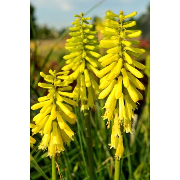 Yellow flowers with a blurred natural background