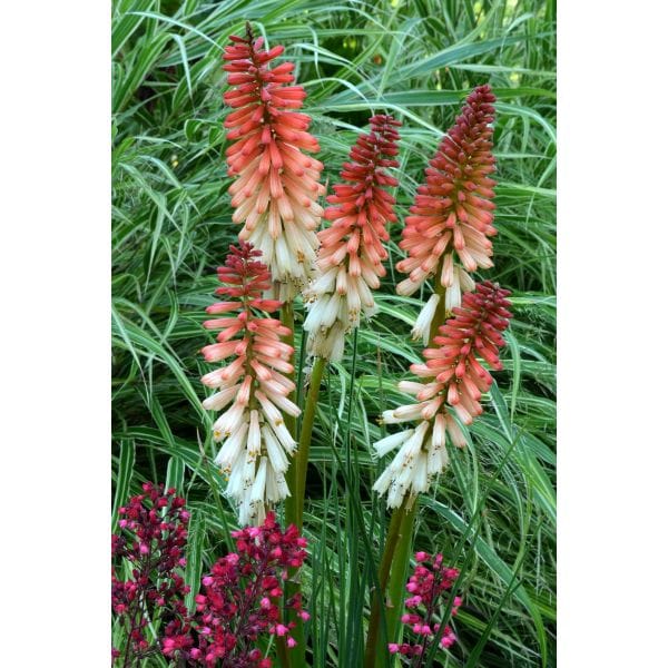 Tall flowering plants with red, pink, and white blooms against a green leafy background