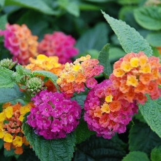 5 young plants Lantana Calippo Orange Magenta Flower Plants