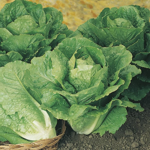 Lettuce Winter Density-September Planting