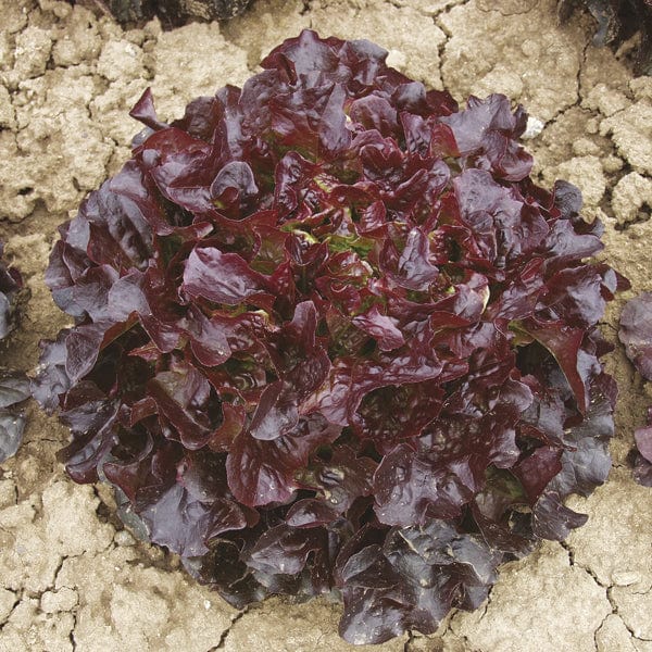 Lettuce Navara Plants