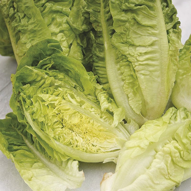 Lettuce Valian (Winter Gem) Plants