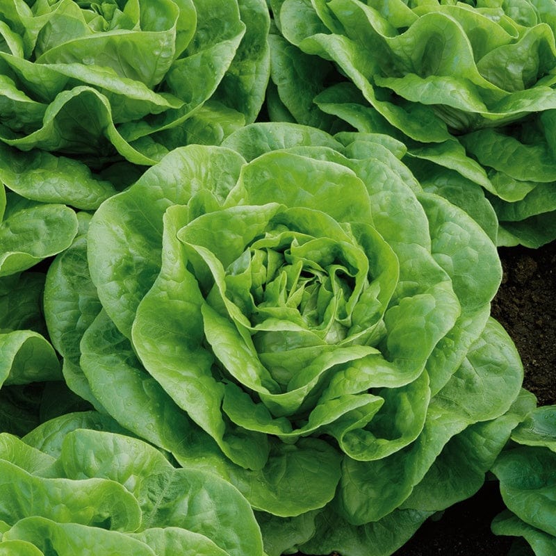 Lettuce Brighton-September Planting