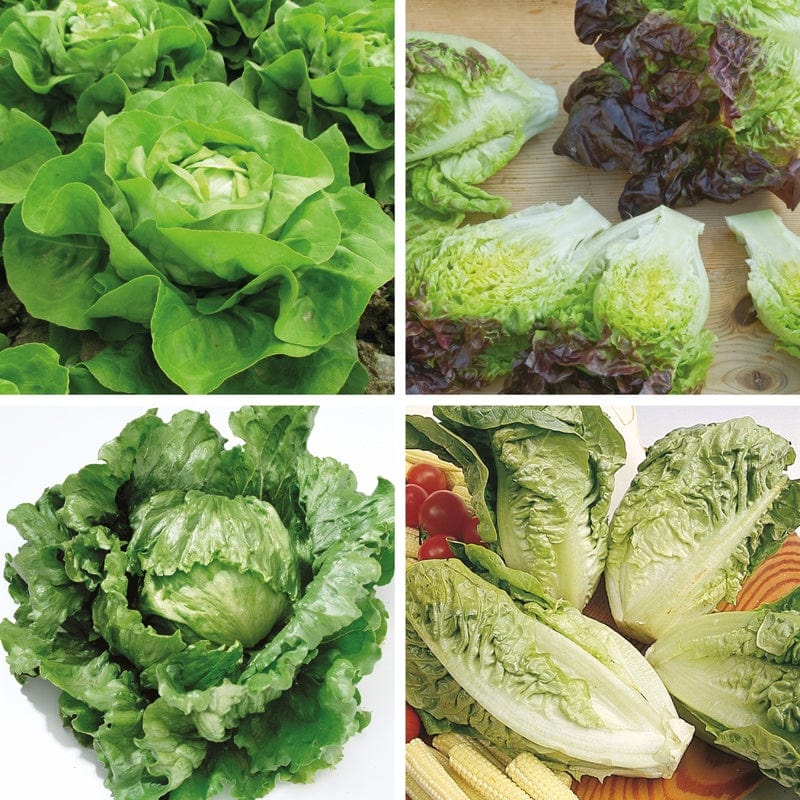 40 plants, 10 Of Each LATE Lettuce Veg Plant Collection