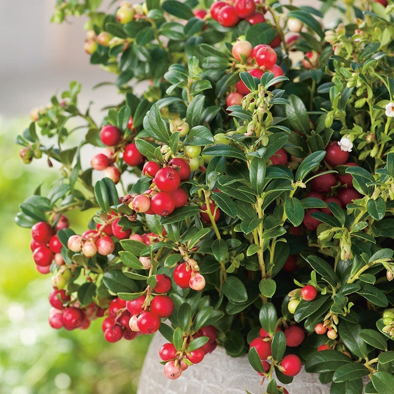 Lingonberry Fruit Plant