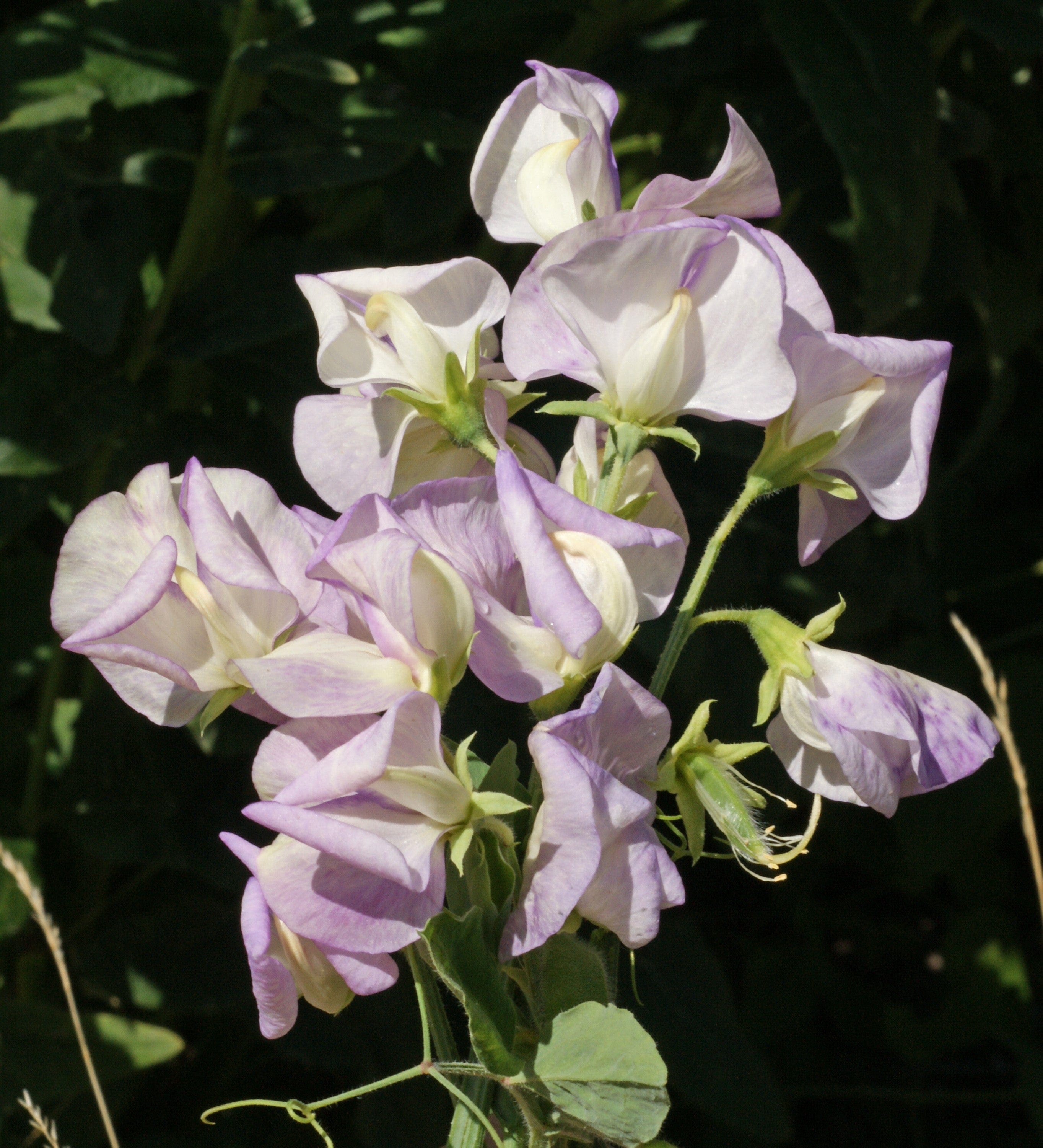 Sweet Pea High Scent Seeds