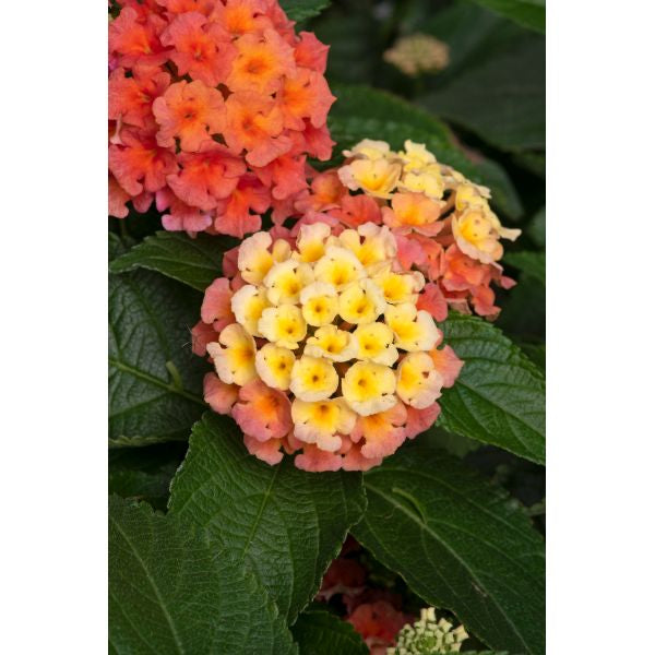 Lantana Bloomify Flower Plants Collection