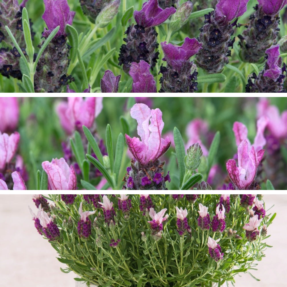Collage of lavender flowers in various stages of bloom with green leaves.