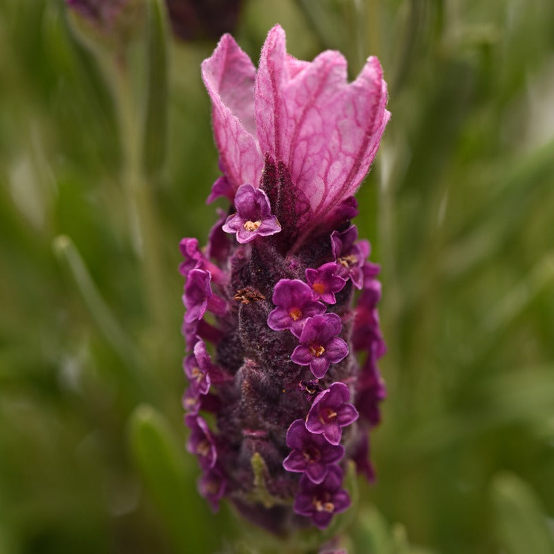 Close-up of a pink lavender flower with a blurred green background