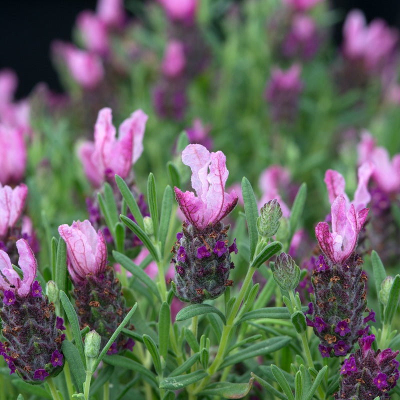 Close-up of pink and purple lavender flowers with green leaves.