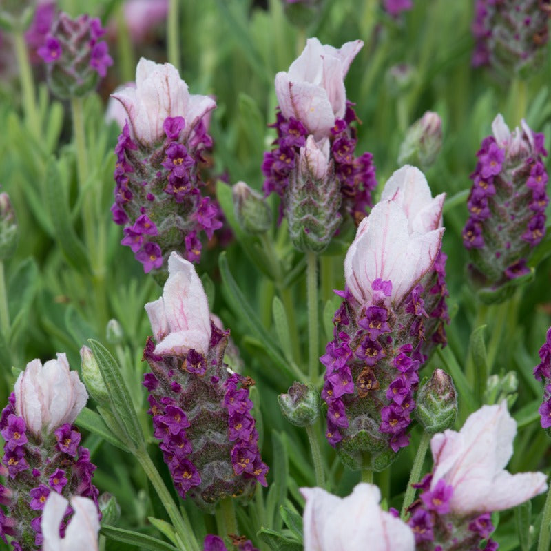 Close-up of lavender flowers with pink and purple blossoms.