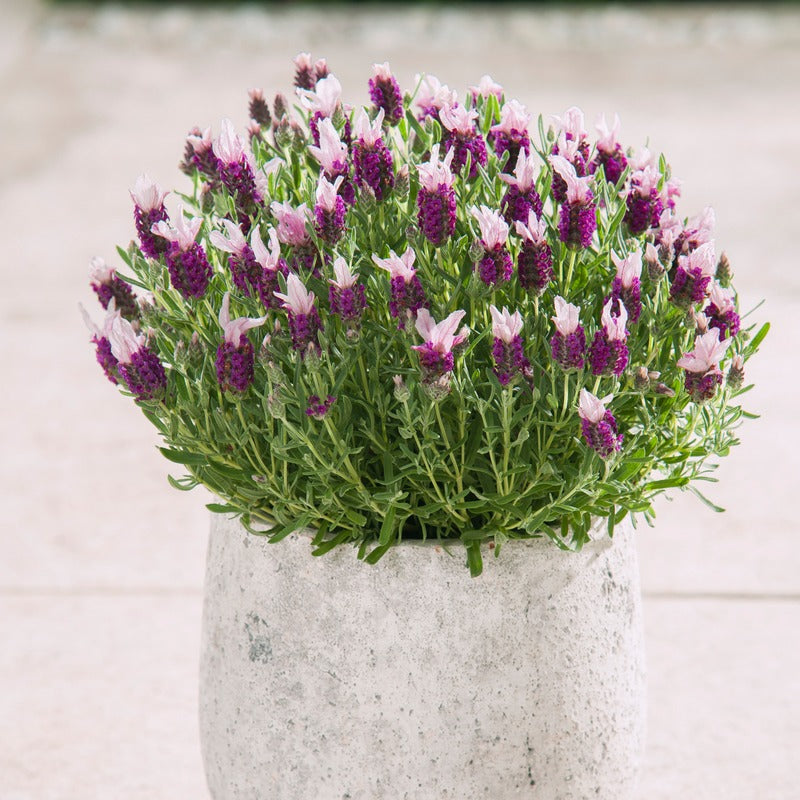 Potted plant with purple and white flowers in a concrete pot on a light background