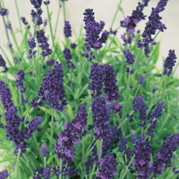 Lavender Angustifolia Hidcote Flower Plants