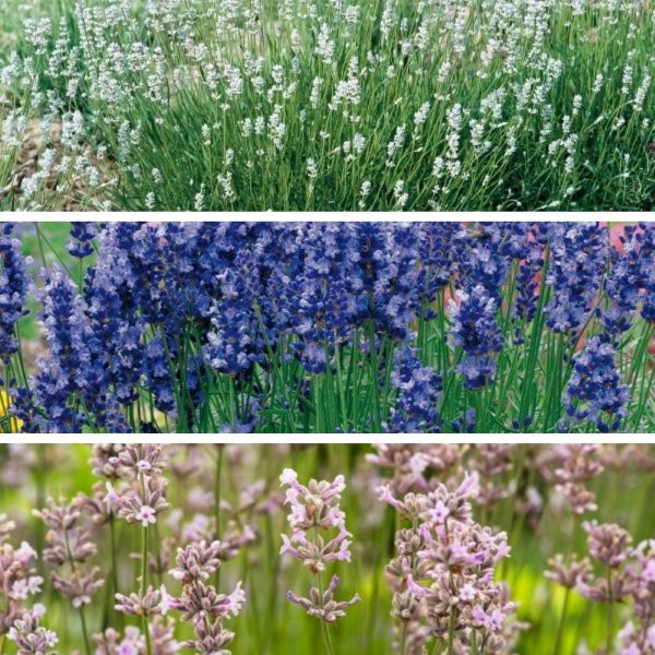 Collage of three images showing lavender plants in different stages of bloom.