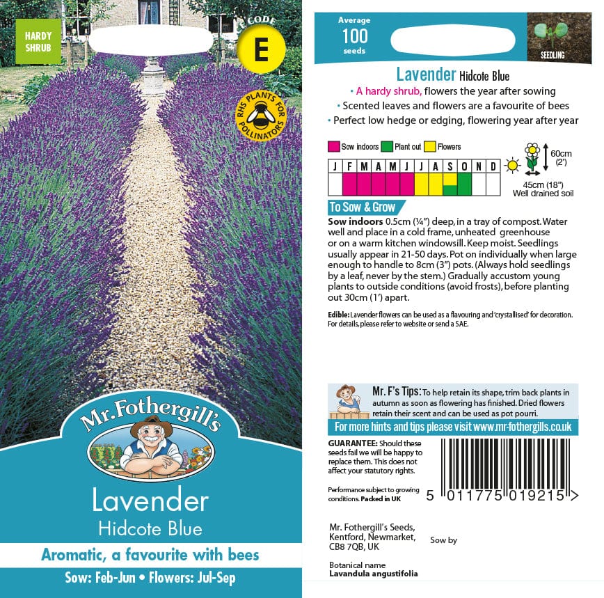 Lavender angustifolia Hidcote Flower Plants