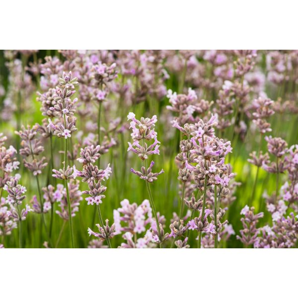 Close-up of lavender flowers with a soft focus on the background