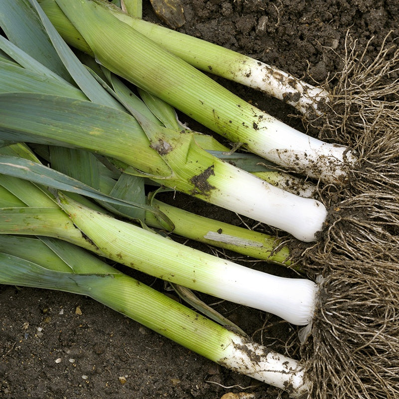 Leek Autora F1 Vegetable Seeds