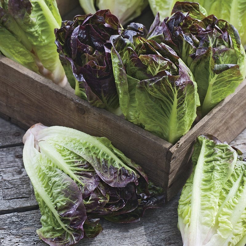 Lettuce Amaze Seeds