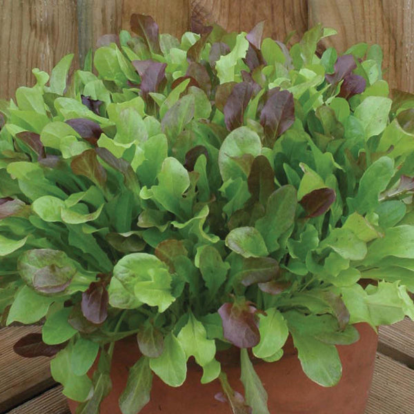 Potted plant with green and purple leaves on a wooden surface