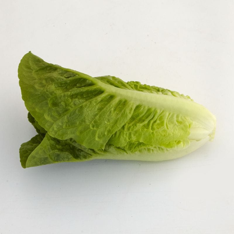 Lettuce Tamago