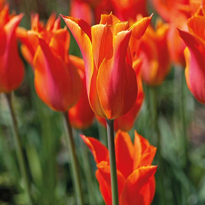 Lily Flowered Tulip Bulb Collection