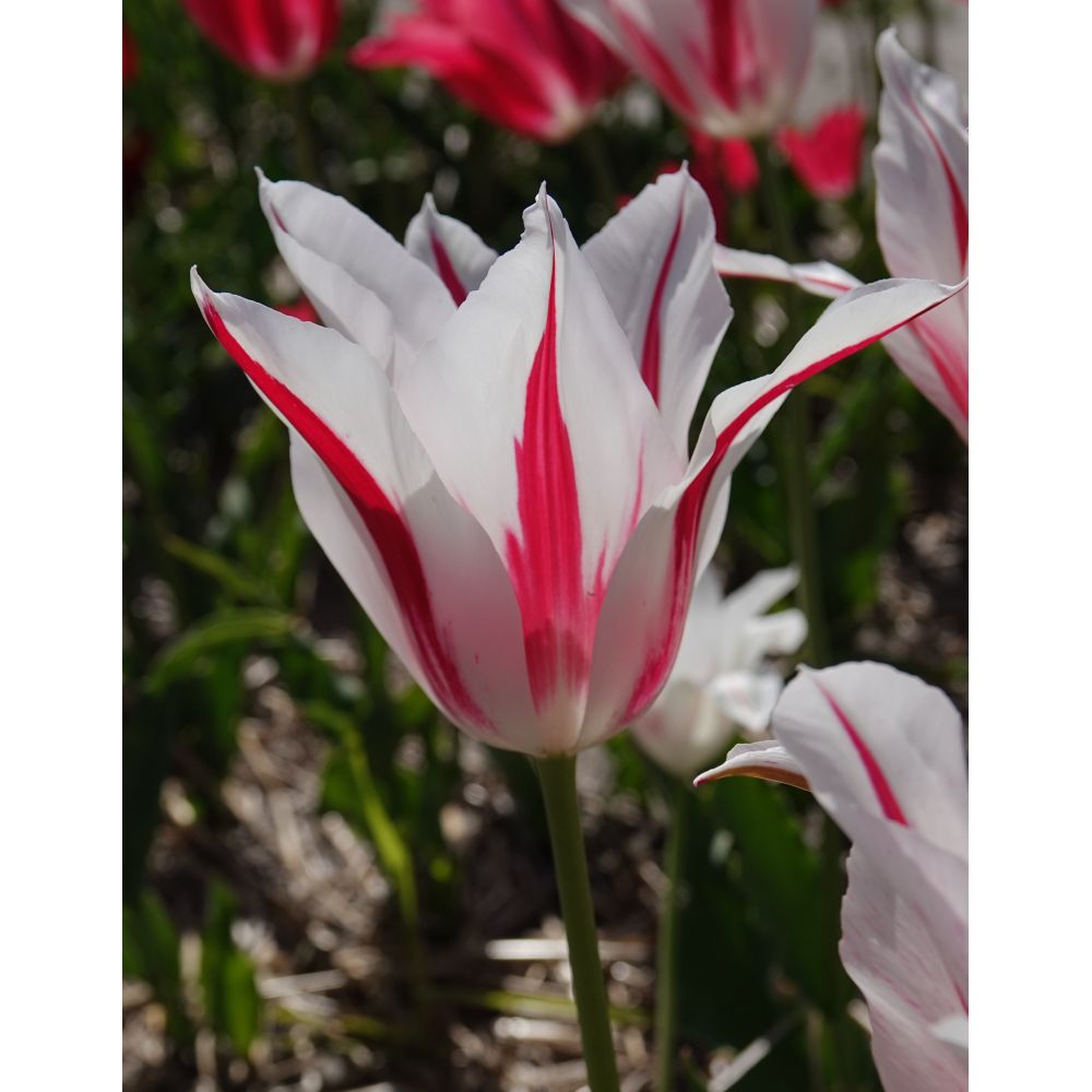 Lily Flowered Tulip Bulb Collection