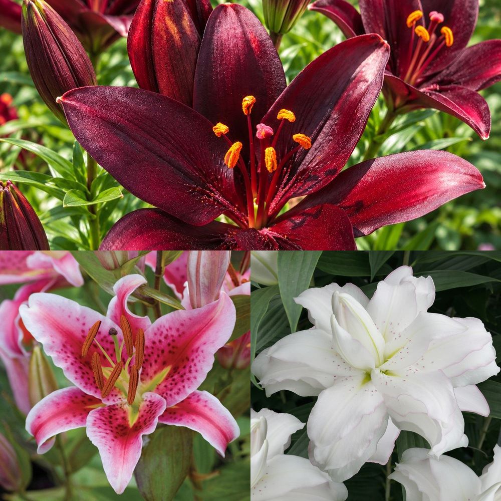 Lily Border Collection