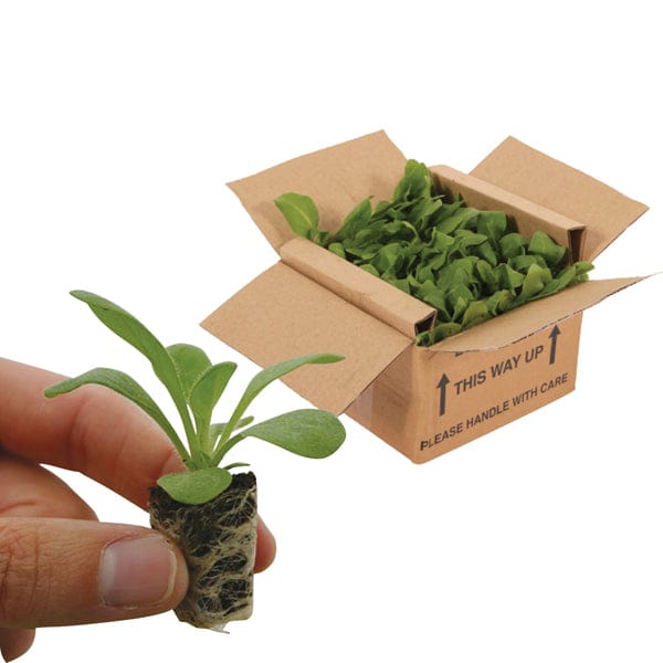 Small potted plant held by a hand with a cardboard box filled with plants in the background.