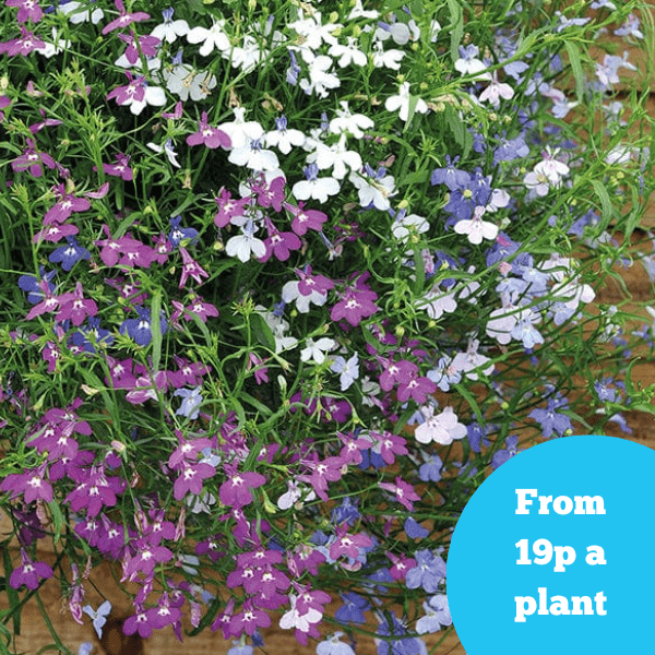 Lobelia Wonderfall Mixed Flower Plants