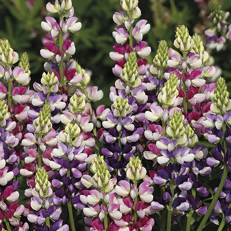 Close-up of purple, pink, and white lupine flowers with green buds.