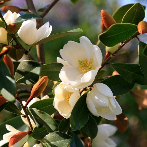 Magnolia Laevifolia Honey Velvet Flower Plant