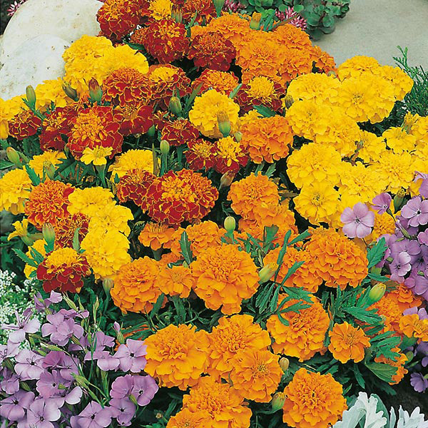 Marigold (French) Bonita Mixed Seeds