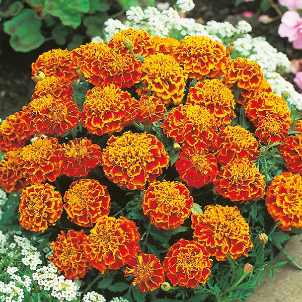 Marigold (French) Honeycomb Seeds
