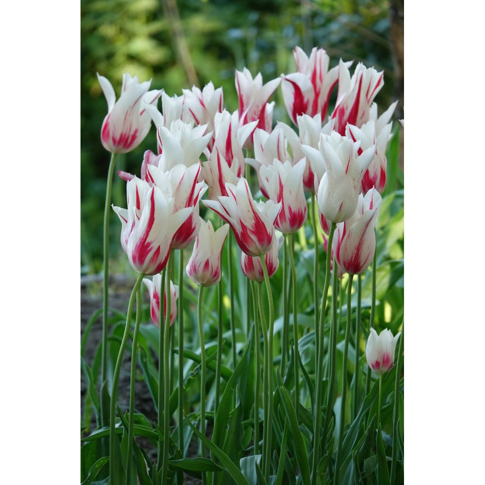 Tulip Marilyn Flower Bulbs