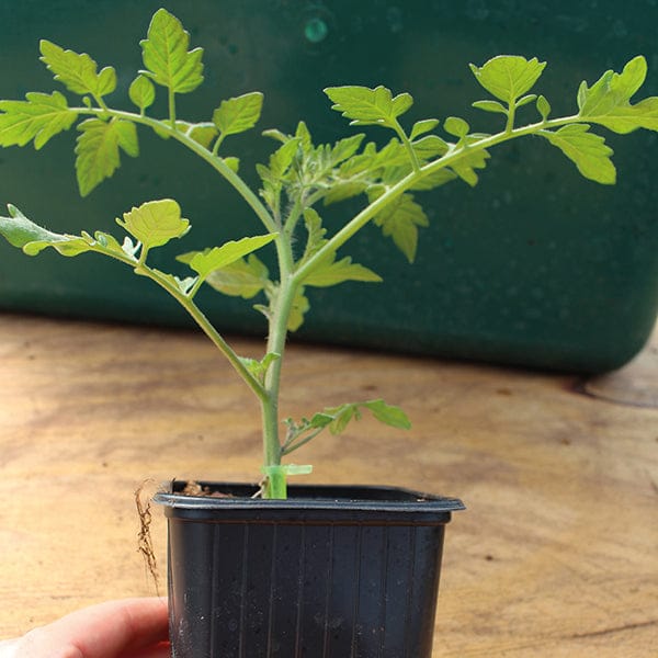 Small potted plant held by a hand on a wooden surface with a green container in the background.