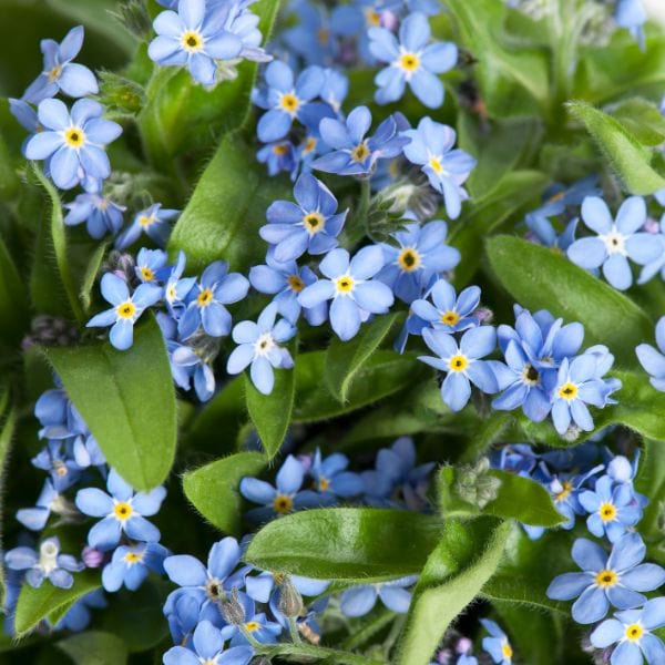 Forget-Me-Not Mon Amie Blue Bedding Flower Plants