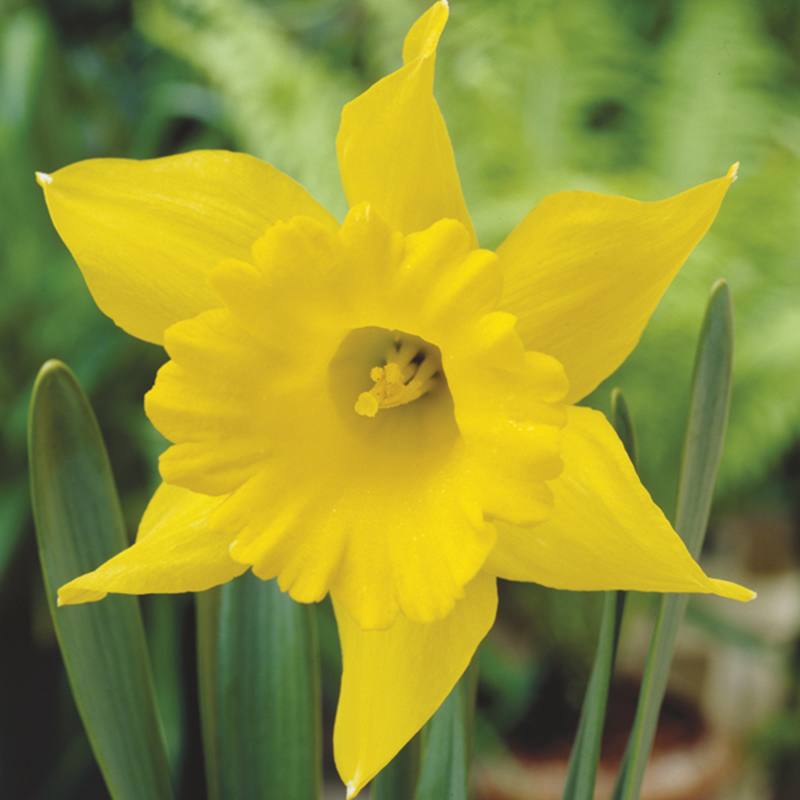 10 Bulbs Narcissus King Alfred Bulbs